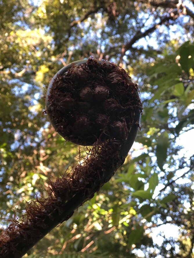 Mamaku - could be easily mistaken for pikopiko.