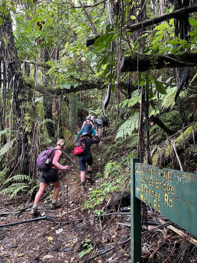One of our more advanced tramping tracks with clay, mud and leaf litter underfoot.